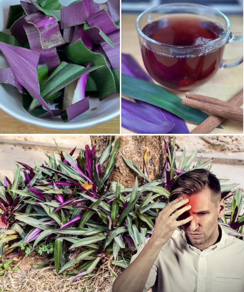 Purple leaf plant: A natural remedy for headaches and more