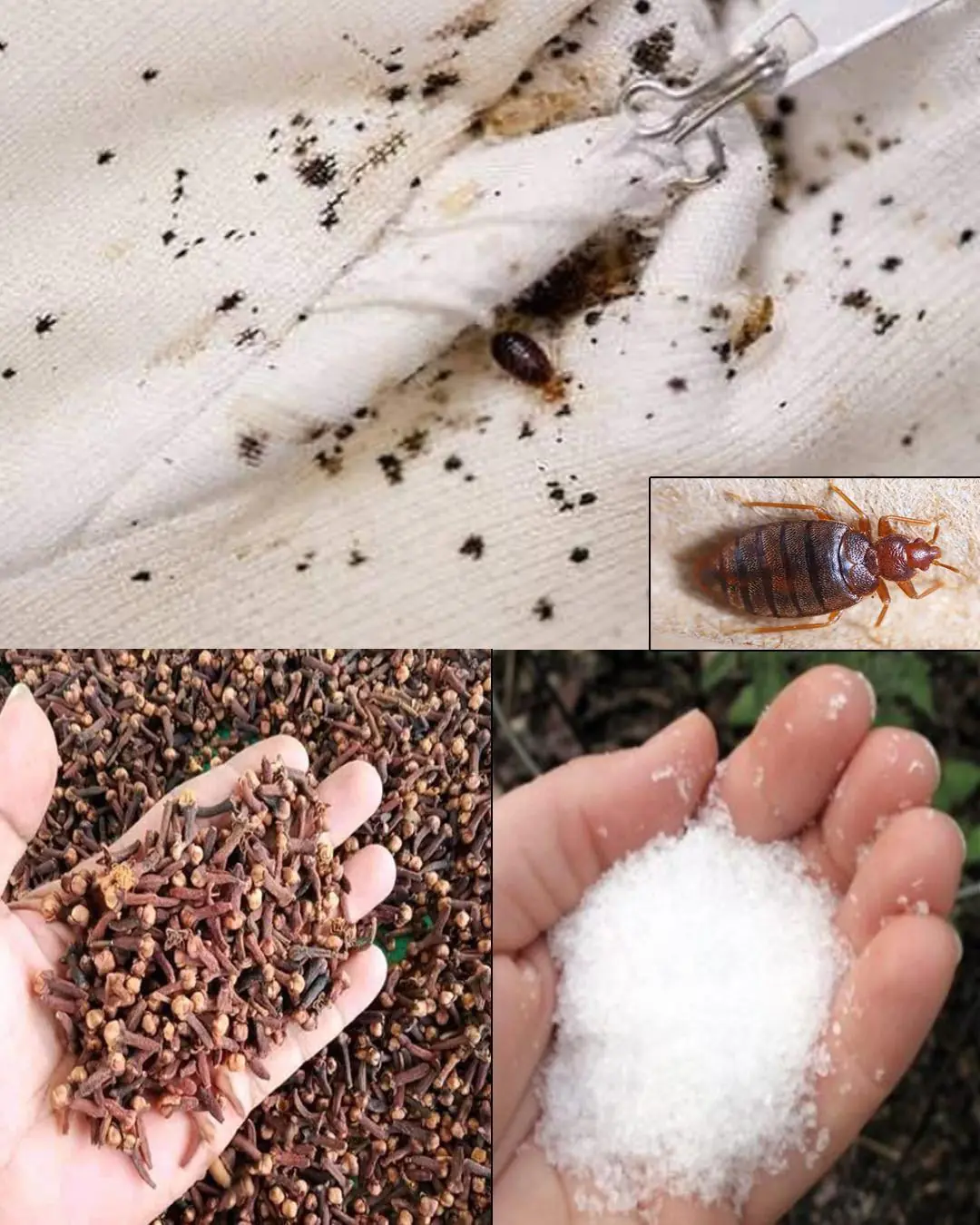 How to get rid of bed bugs naturally