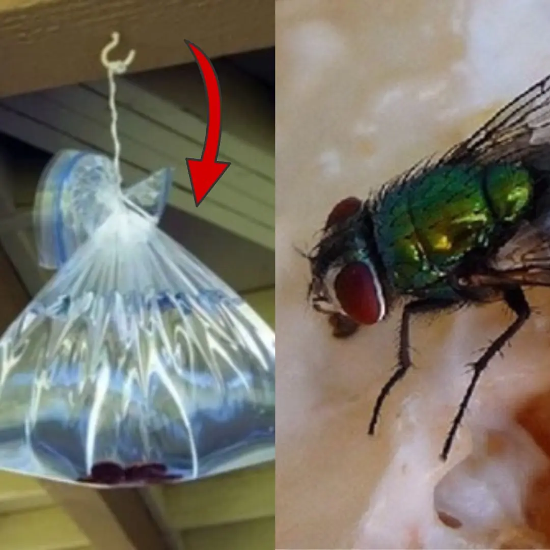 Many people are puzzled when they see a bag of water hanging in someone’s window and can’t help but wonder what it’s for