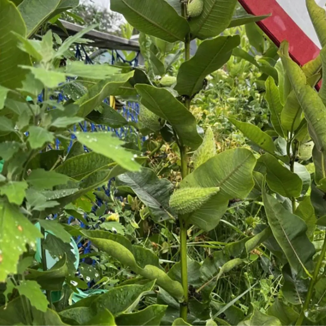 Most of you can't find the frog hiding in the picture, what about you?