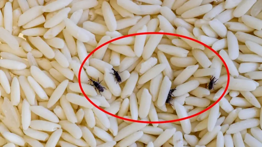 Tips to Keep Rice Fresh and Free from Weevils