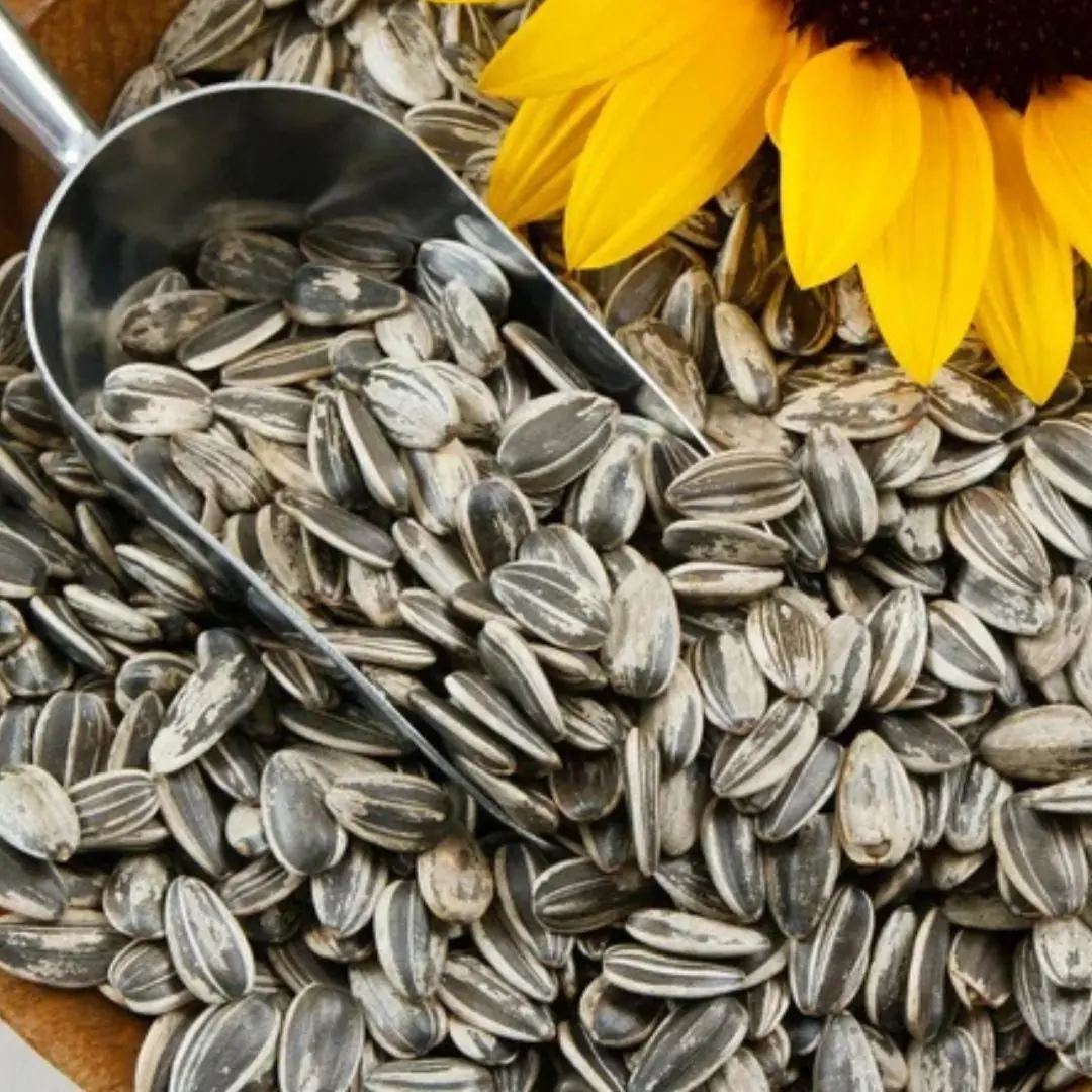 Before You Snack on Sunflower Seeds, Read These 11 Sho:cking Facts!