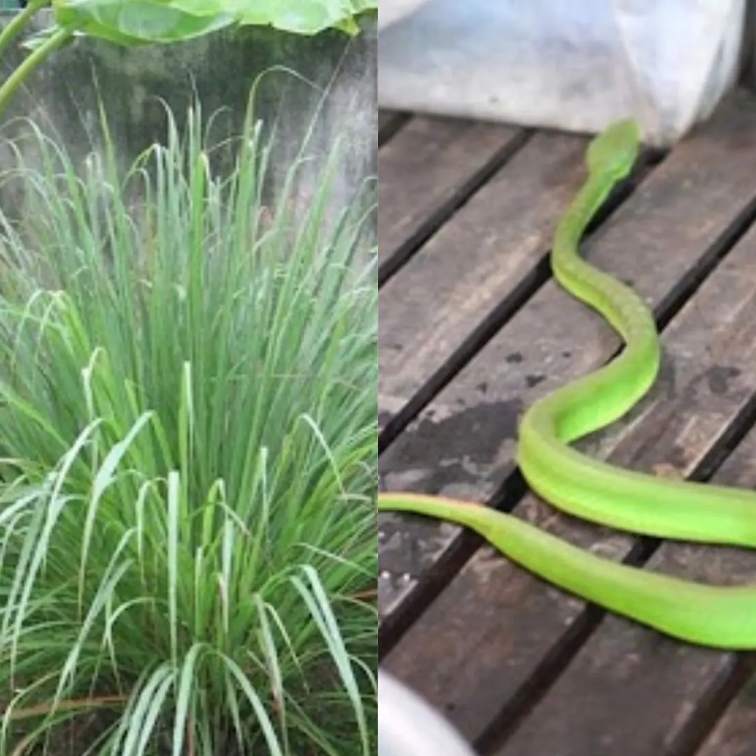 Snakes are very a.fr.aid of the smell of these 3 plants
