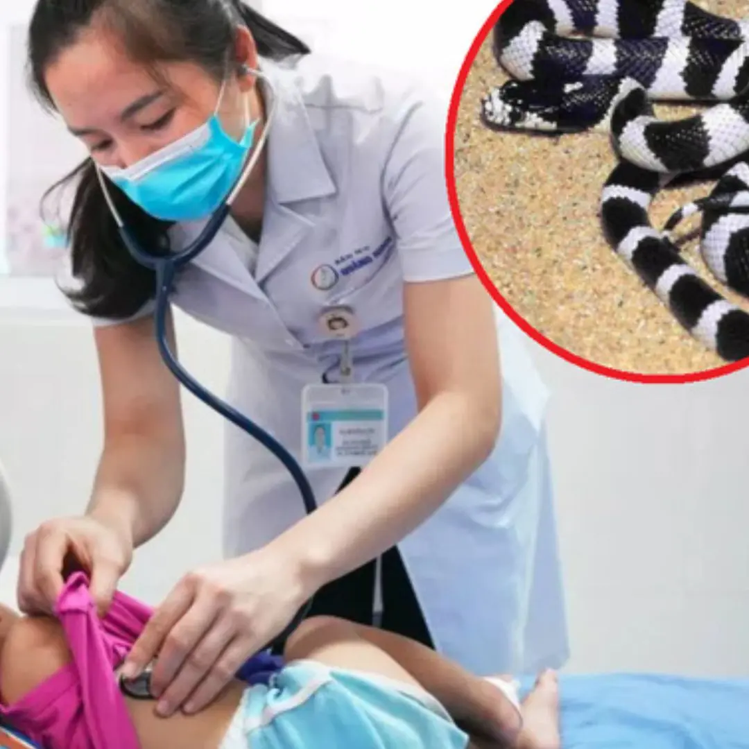 Krait snake cra.wls out of air conditioner, puts 7-year-old g.i.r.l in critical condition, some suggestions on how to prevent it