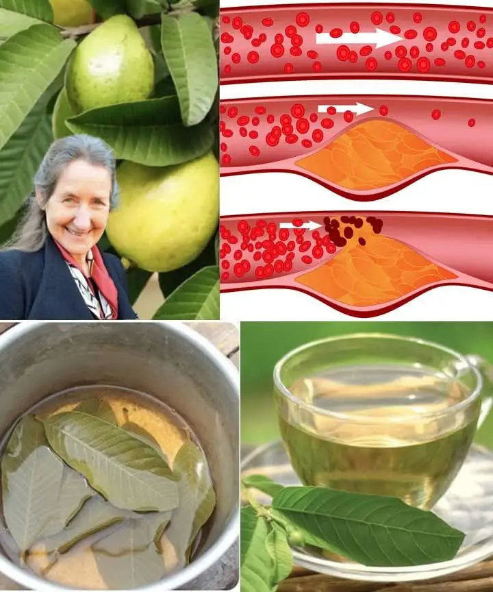 The healing power of tea: A journey through the world of herbs