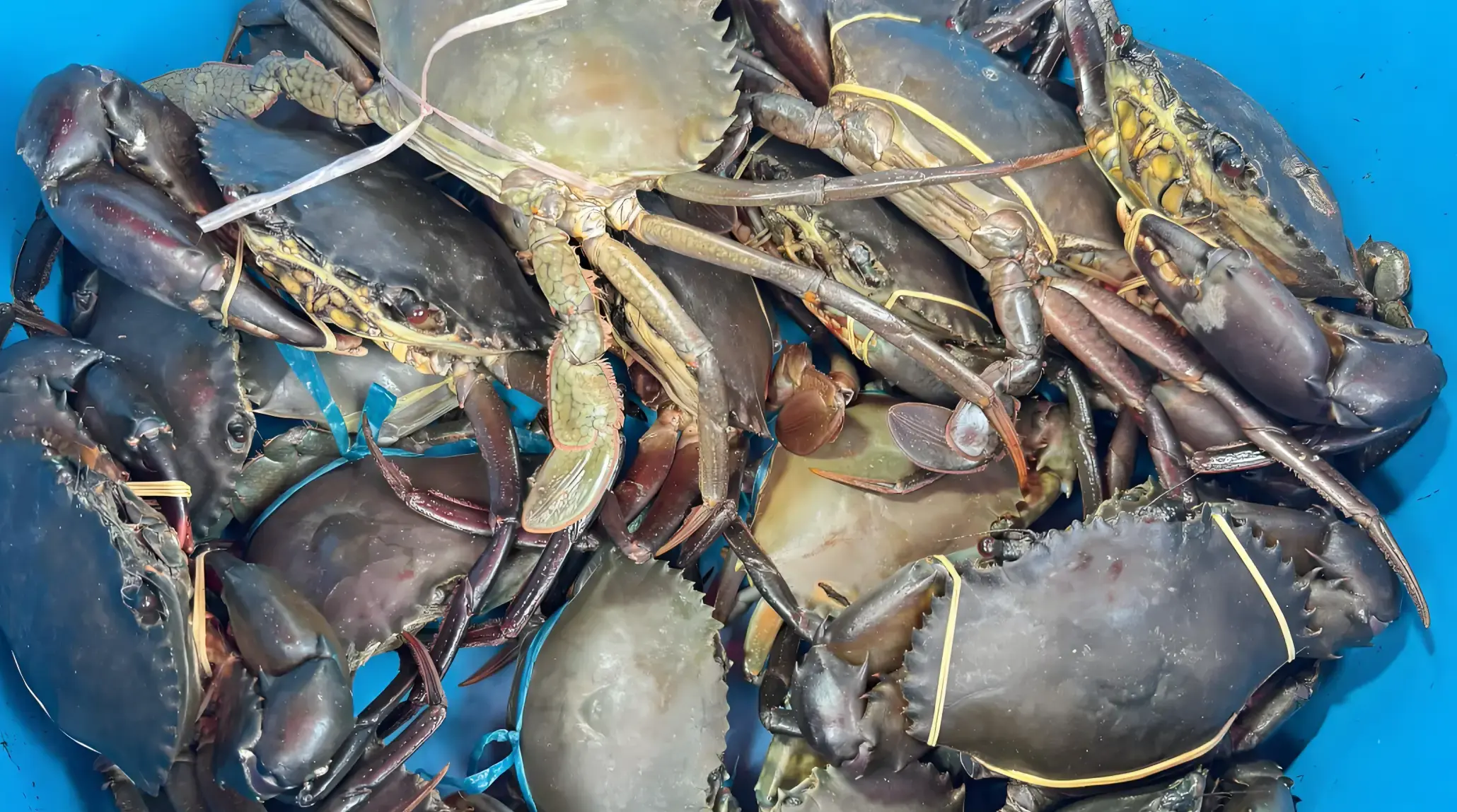 Don’t Rush to Choose the Biggest Crab