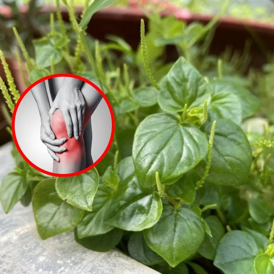 This precious vegetable has the effect of reducing bone and joint pain and some other diseases, but no one realizes it and often pulls it out.