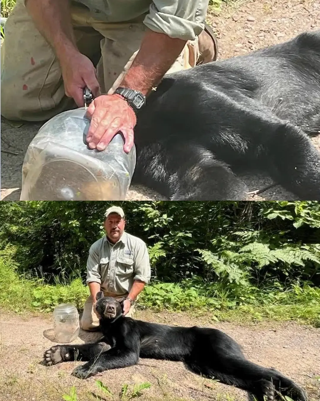 70-Pound Female Bear Rescued After Spending 12 Days with Her Head Trapped in a Jar