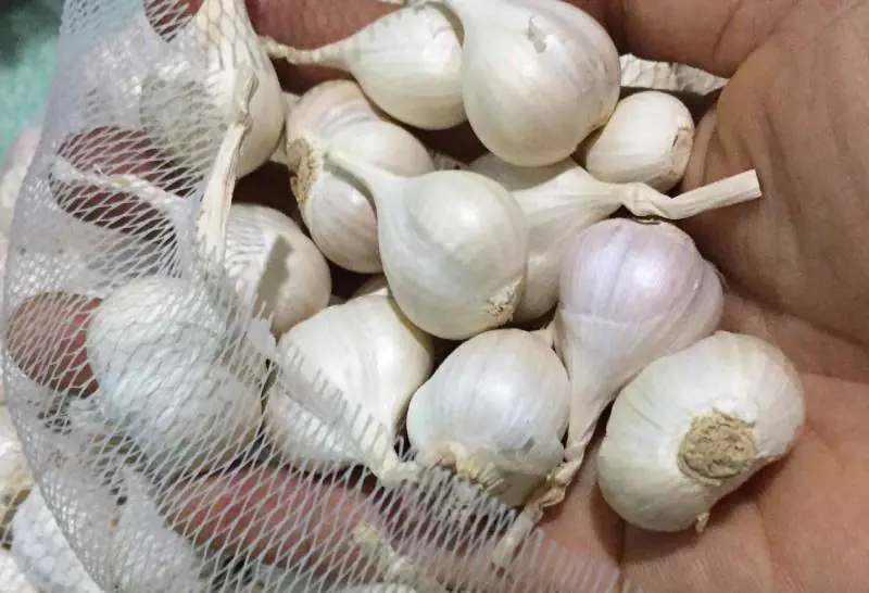 Chef Reveals How to Keep Garlic Fresh for 6 Months