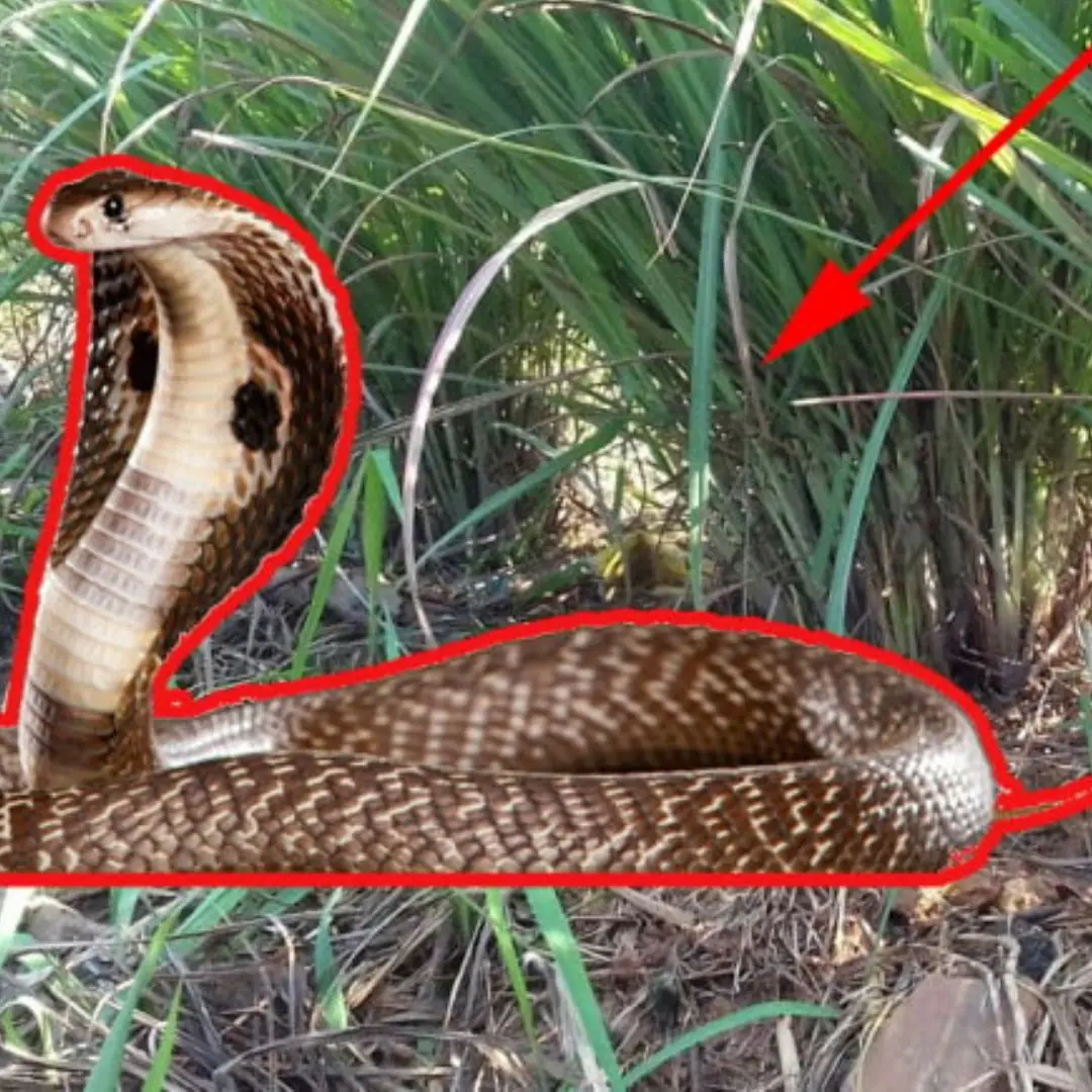 Plant these 8 snake-repelling species around your house, and they’ll stay far away the moment they spot them