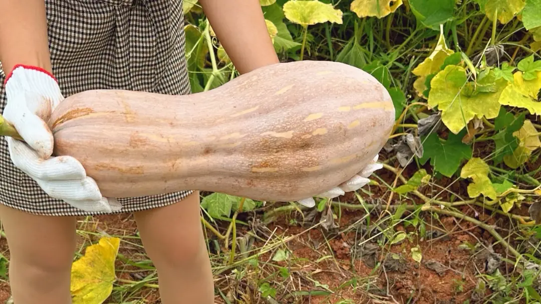 Old Farmer’s Advice: “When Buying a Pumpkin, Don’t Look at Its Size — Focus on These 4 Things to Pick the Best One!”