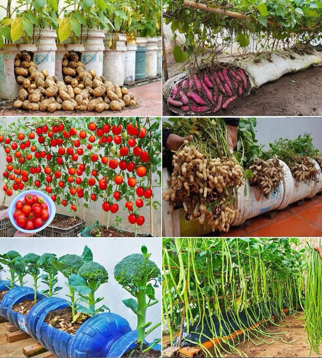 12 vegetables that grow well in containers