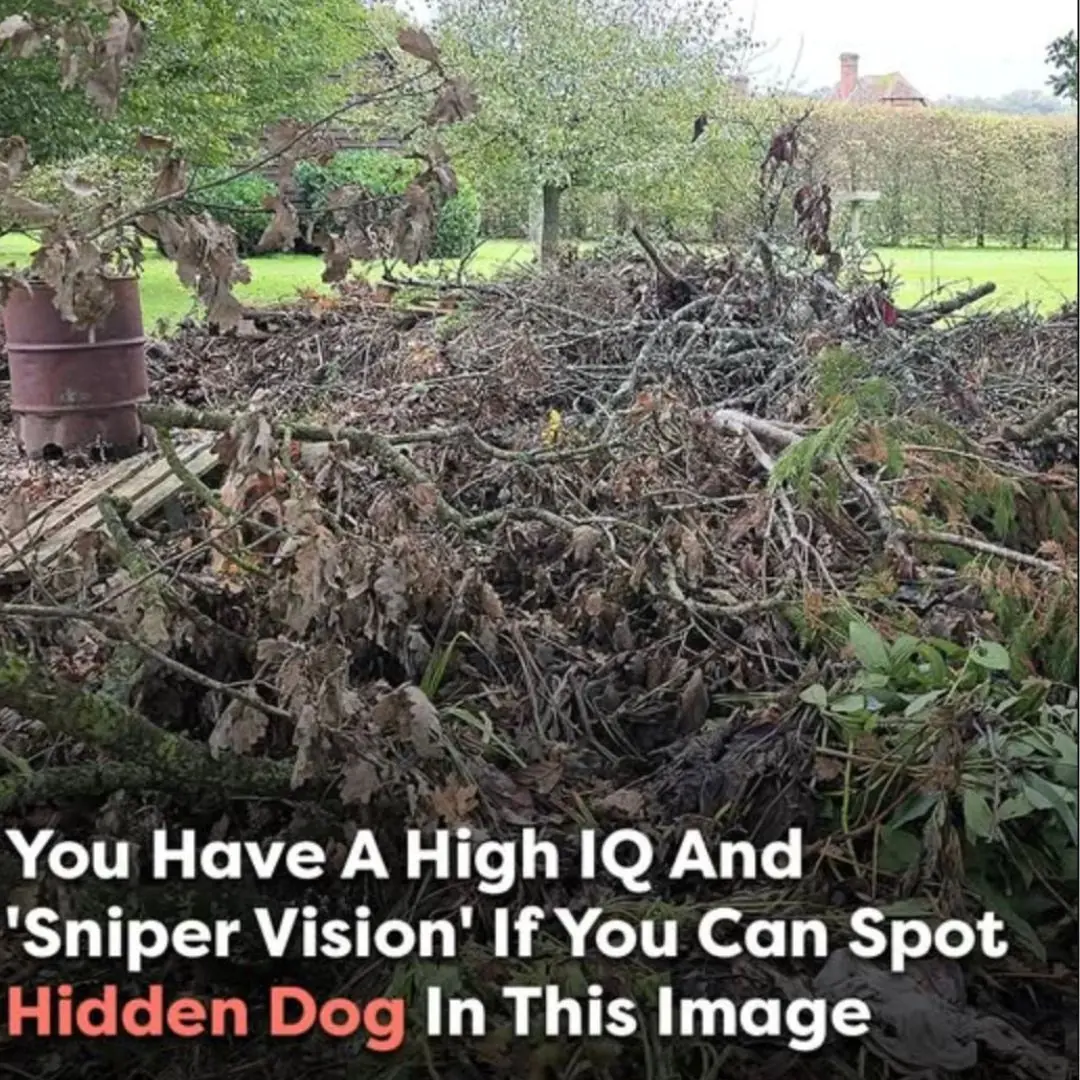 People Are Desperately Searching for It — But Only a Few Know Where to Find It!