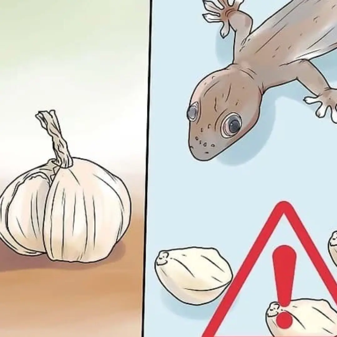 Too many geckos in the house, here's a little trick to make them 'go away and never come back