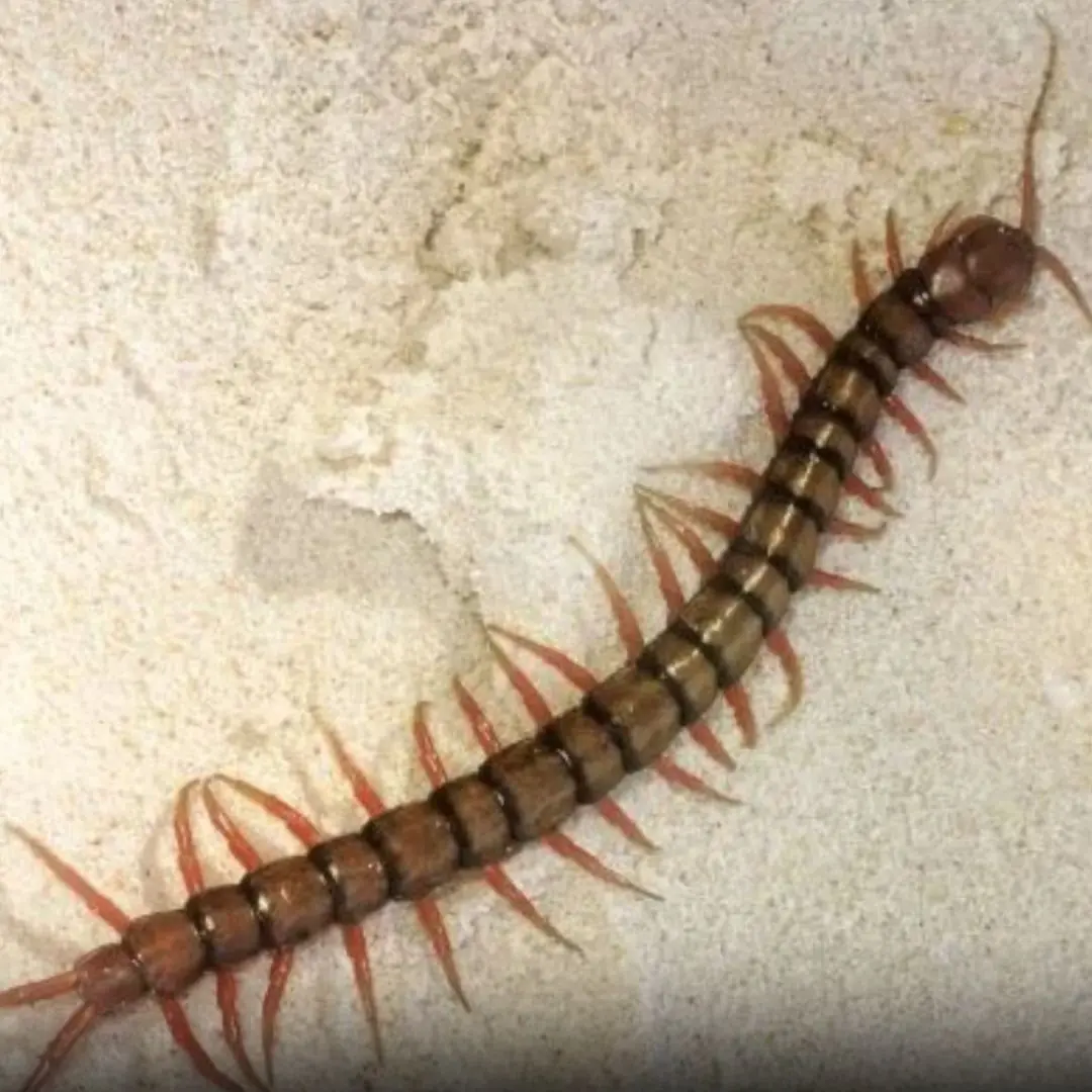 A centipede in your home isn’t random — here’s what it actually means