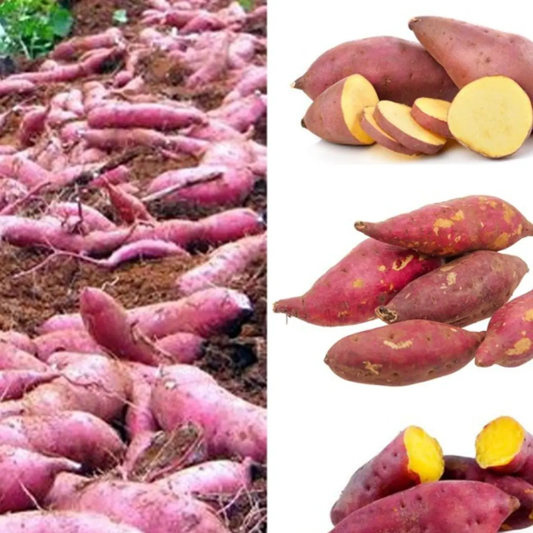 What happens to people who regularly eat sweet potatoes for breakfast over a long period of time?