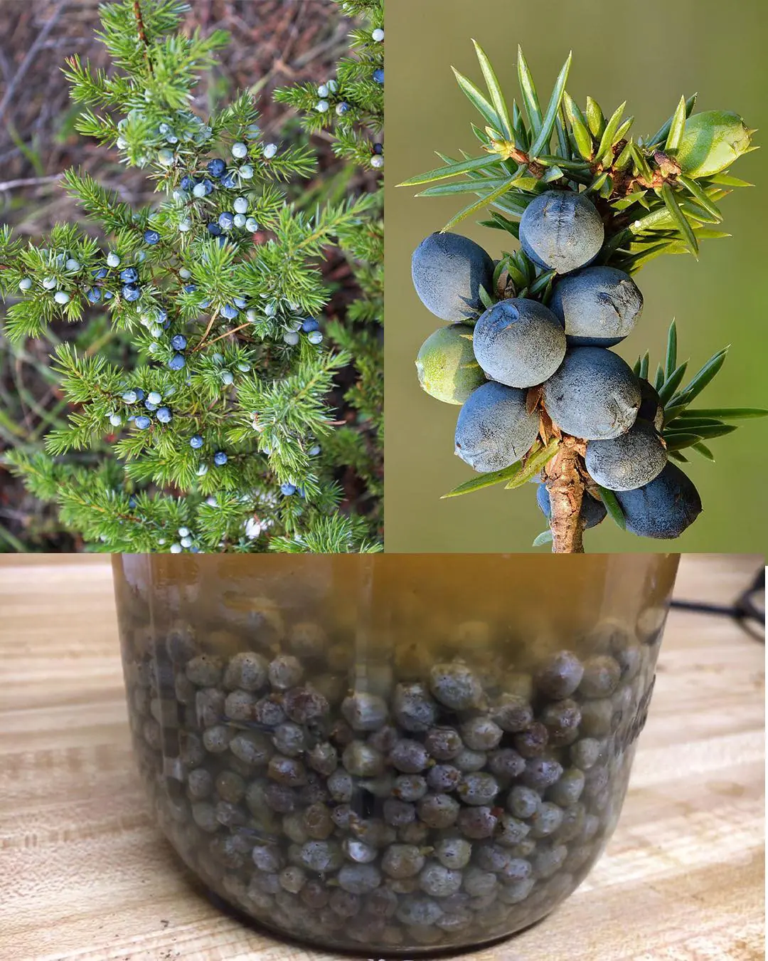 Juniper: 20 remarkable benefits and how to use it