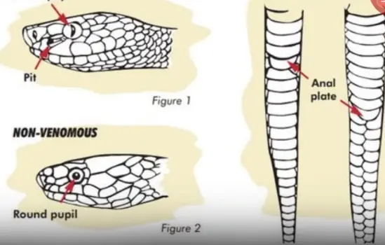 When bitten by a snake, you should do these things first