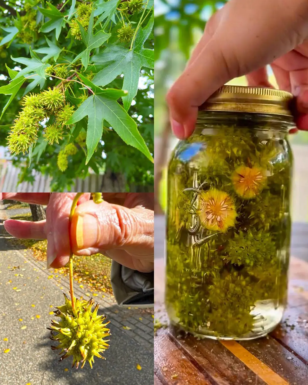 American Sweetgum (Liquidambar styraciflua): The Forgotten Healing Tree