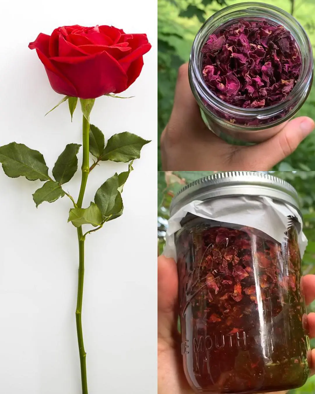 The hidden power of roses: Beyond beauty and fragrance