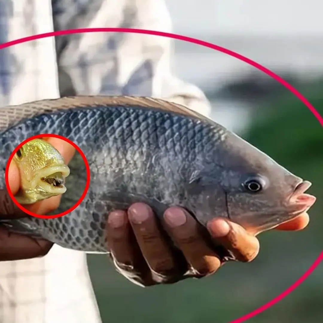 4 types of fish covered with "para.sites"!