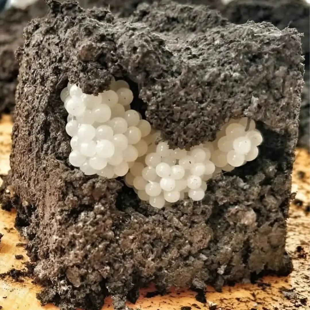 I found something strange in the yard – white, round balls: I was horrified when I realized what it was