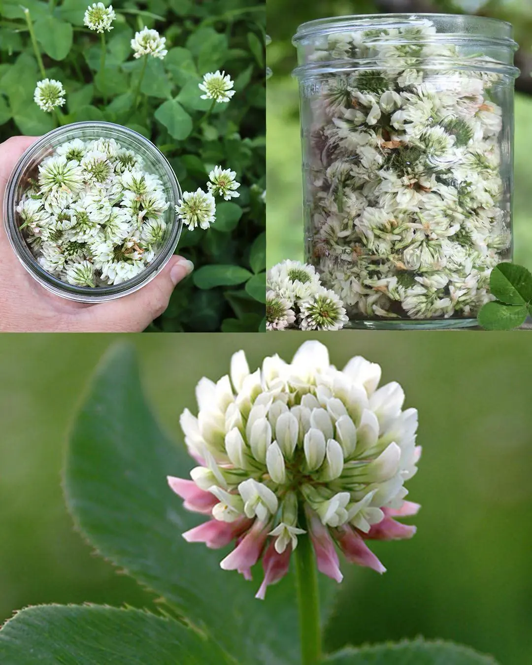 White Clover (Trifolium repens): 15 Benefits and Homemade Uses