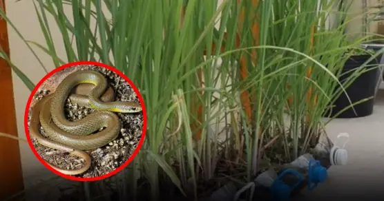 Be careful when planting these plant