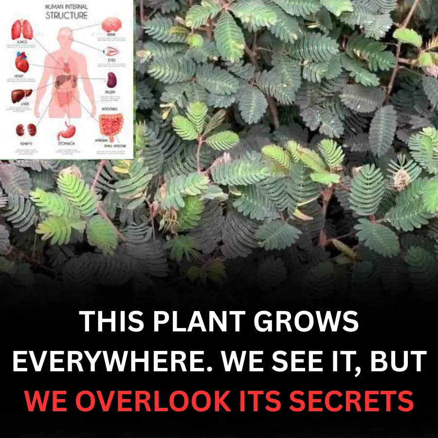 This plant grows everywhere. We see it, but miss its secrets