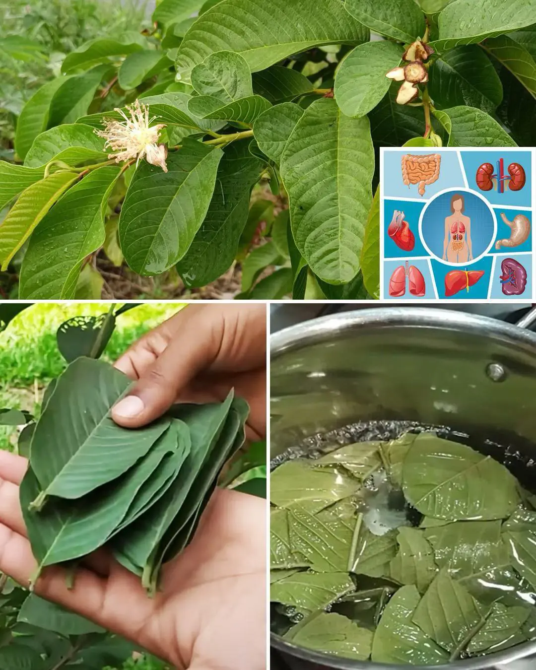 25 Incredible Benefits of Guava Leaves