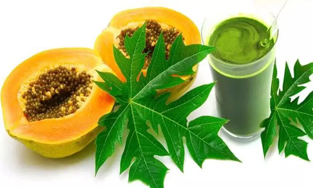The Hidden Healing Power of Papaya Leaves: Nature’s Secret Weapon for Health and Vitality