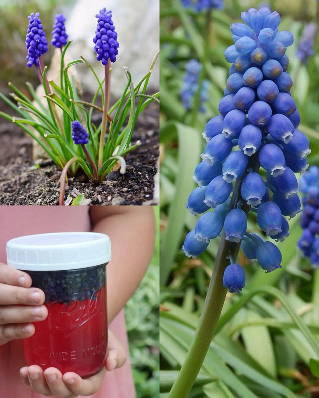 Grape Hyacinth (Muscari): The Stunning Spring Flower That’s Edible - If You Know the Right Kind
