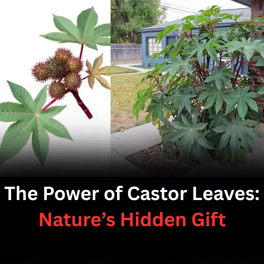 The Power of Castor Leaves: Nature’s Hidden Gift