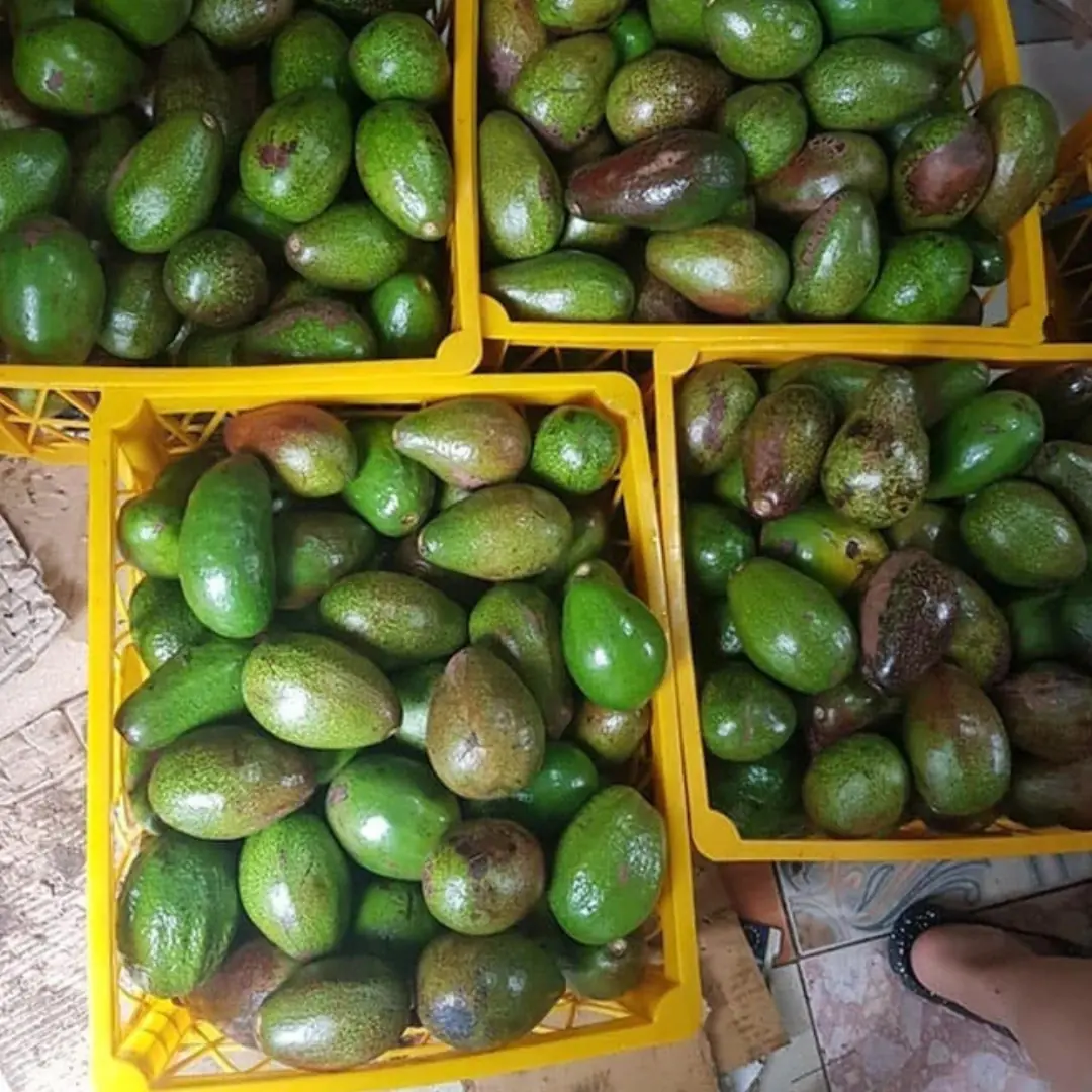 Doctors reveal that eating avocado causes… See more