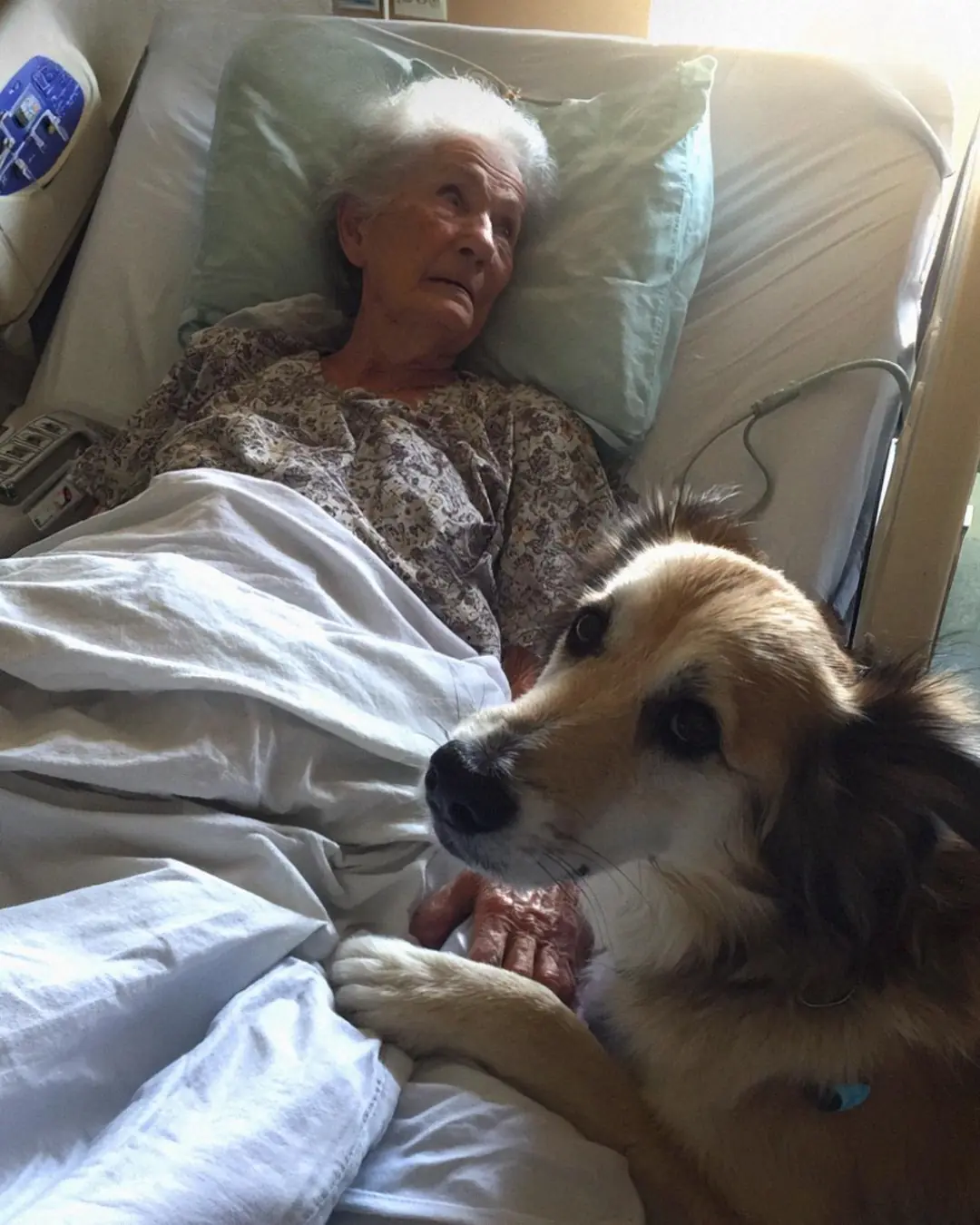 Our Rescue Dog Found an Unconscious Older Lady in the Woods – What We Learned About Her Changed Everything
