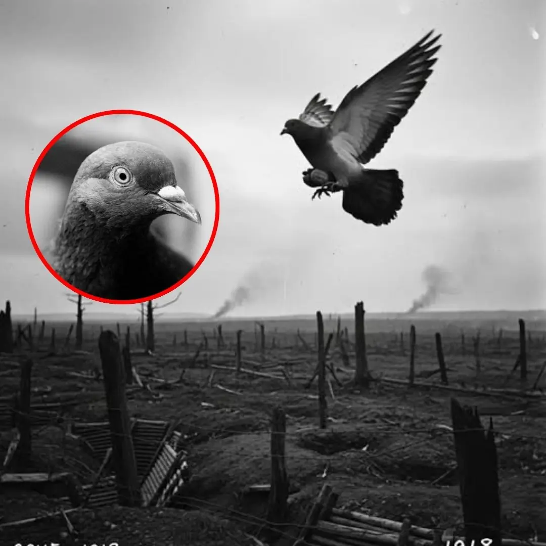 The Heroic WWI Homing Pigeons That Saved Countless Lives