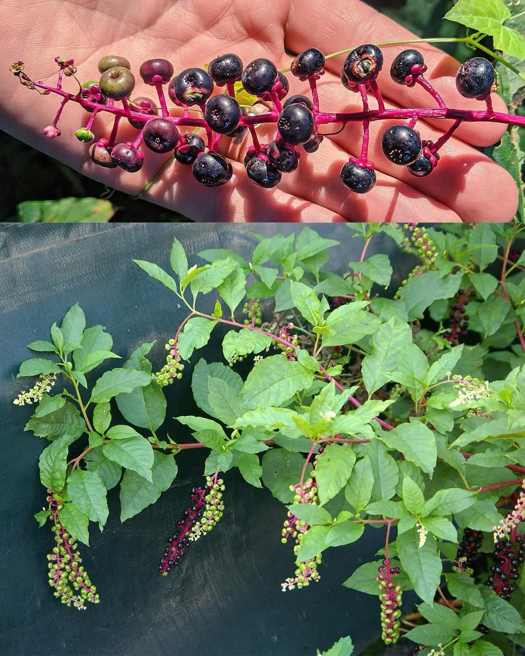 Pokeweed (Phytolacca americana): The Beautiful but Dan.gerous Plant You Should Avoid