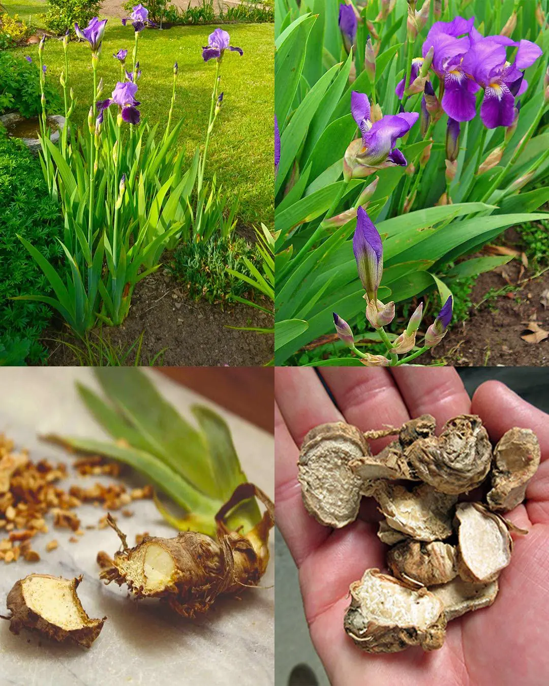 The Secret Strength of Iris Flowers: Timeless Elegance with Remarkable Healing Power