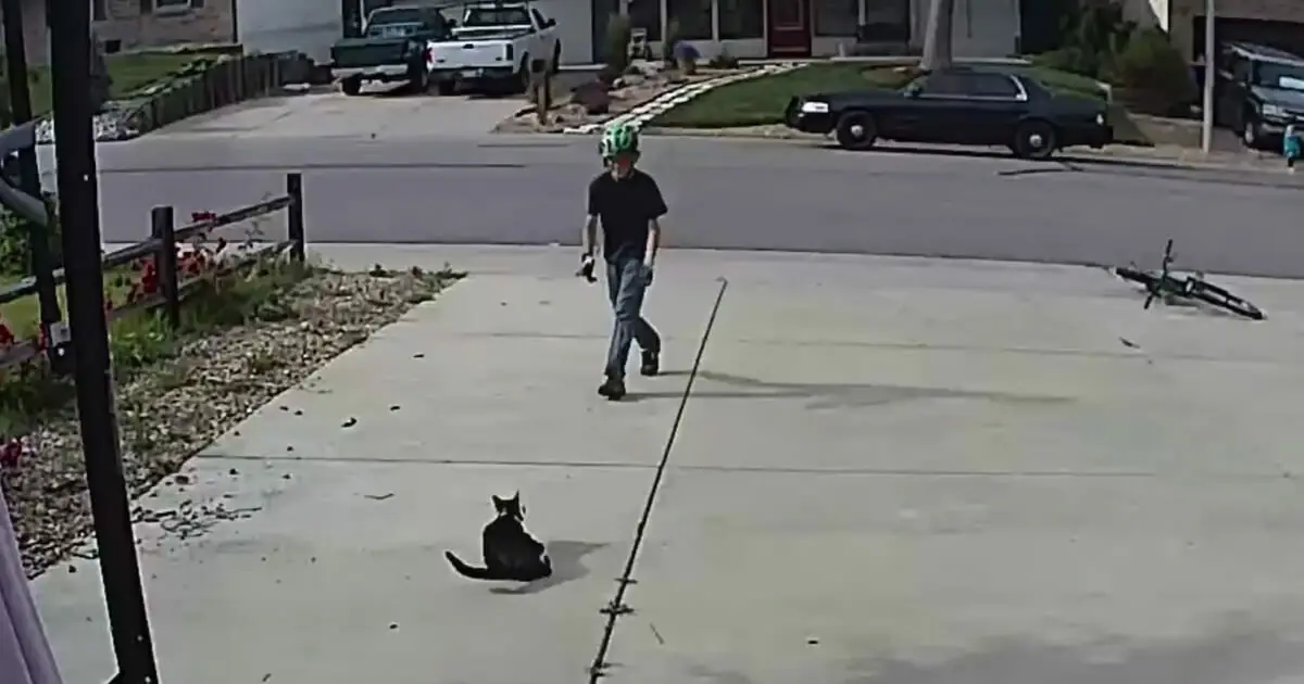 Boy approaches disabled cat – doesn’t realize the camera is recording his actions