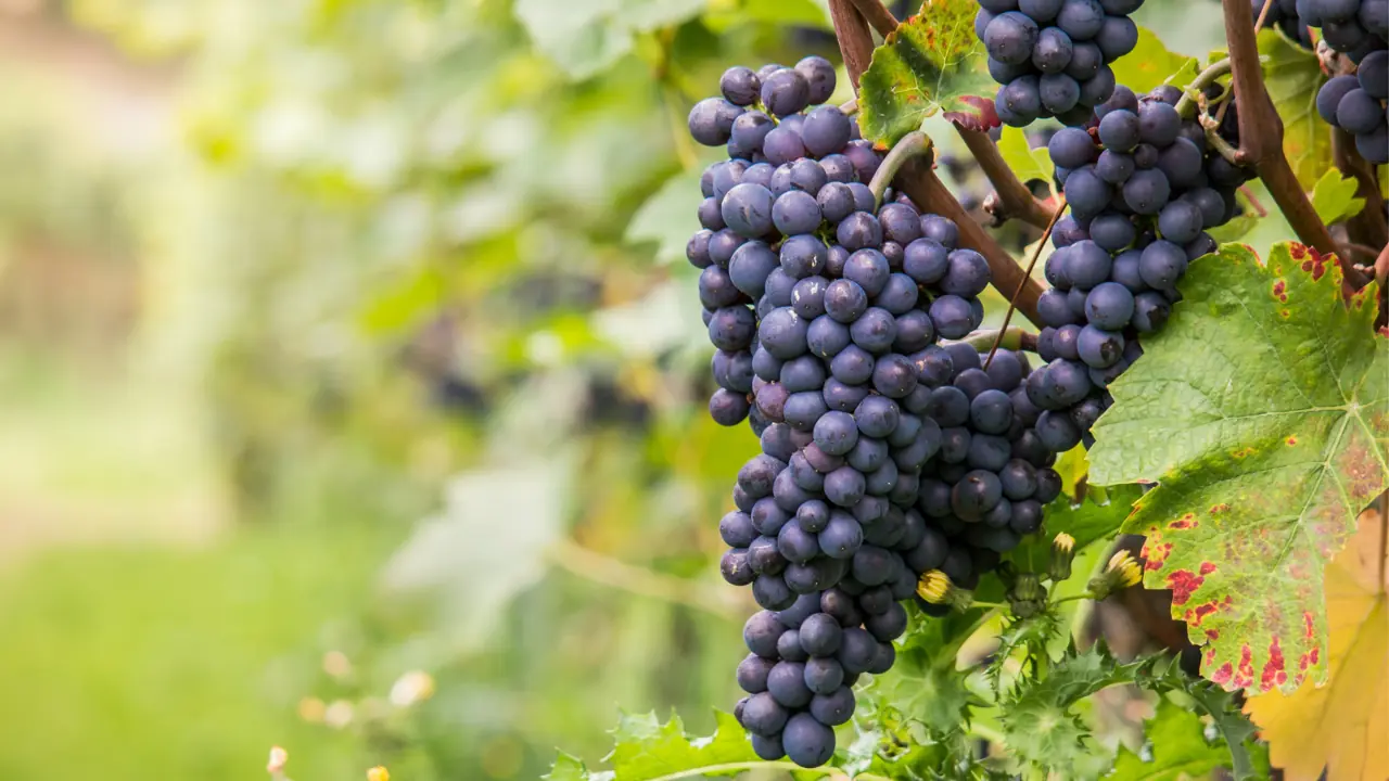 9 surprising health benefits of black grapes you probably didn’t know