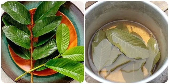 Guava Leaves: 15 Hidden Healing Powers You’ve Been Throwing Away