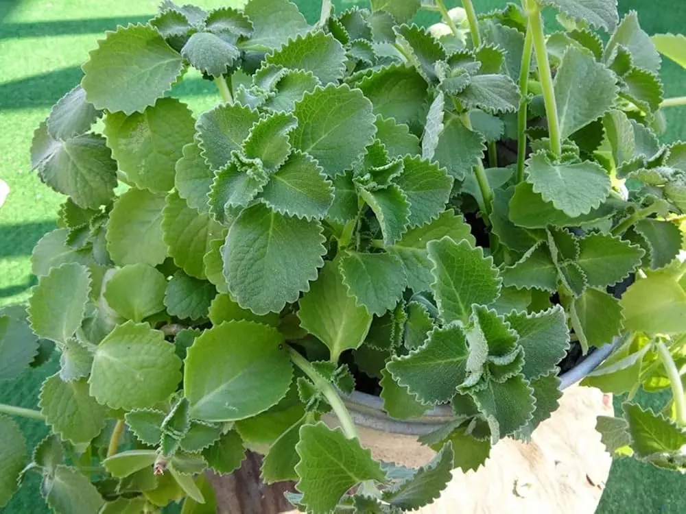 Indian Borage: The Miracle Leaf That Heals Lu.ngs, Skin, Gut, and Soul