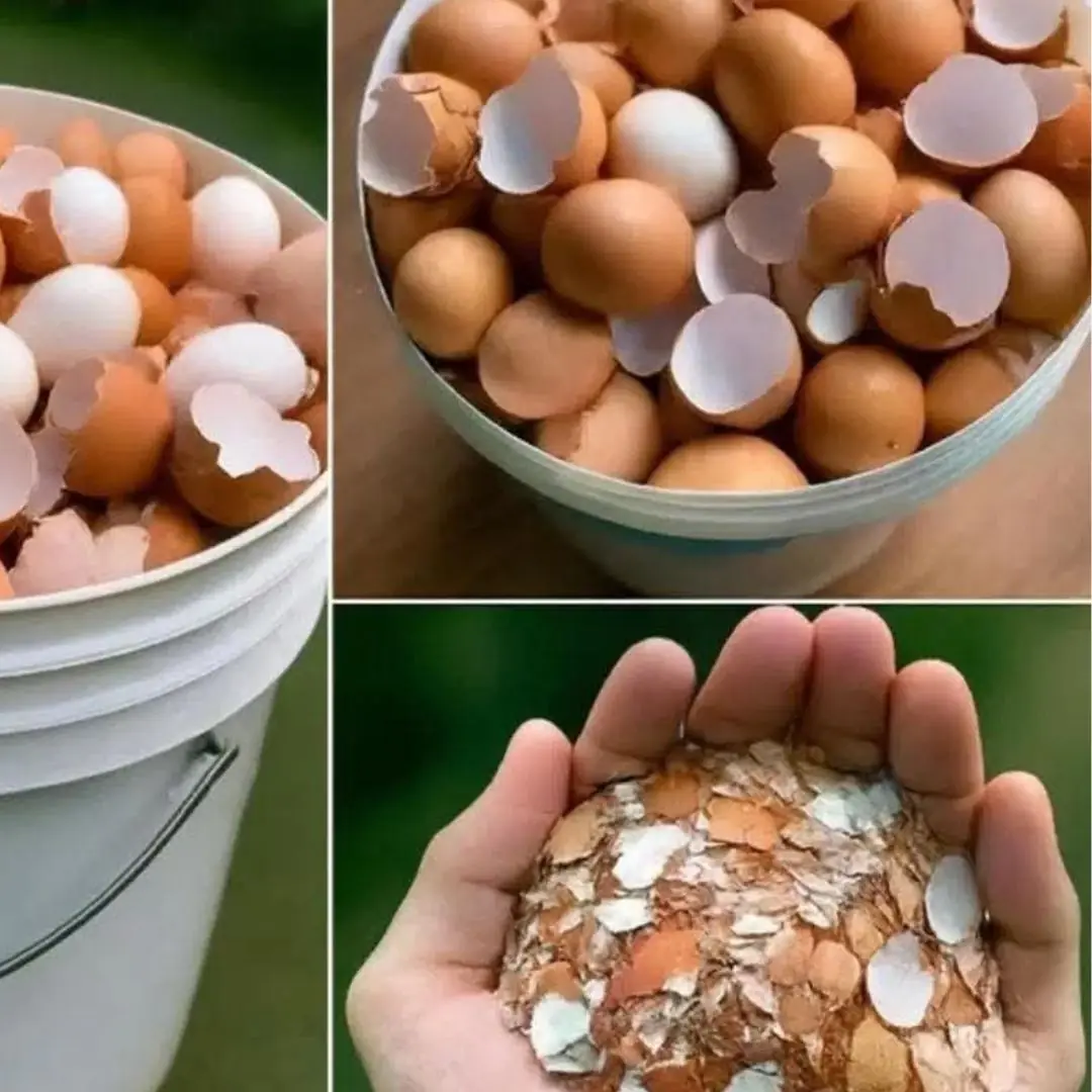 Boil eggshells and say goodbye to the