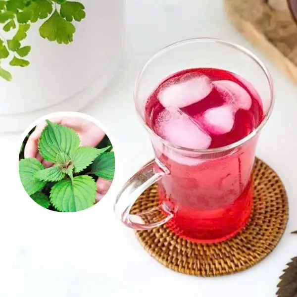 Perilla leaves: benefits and uses for your health