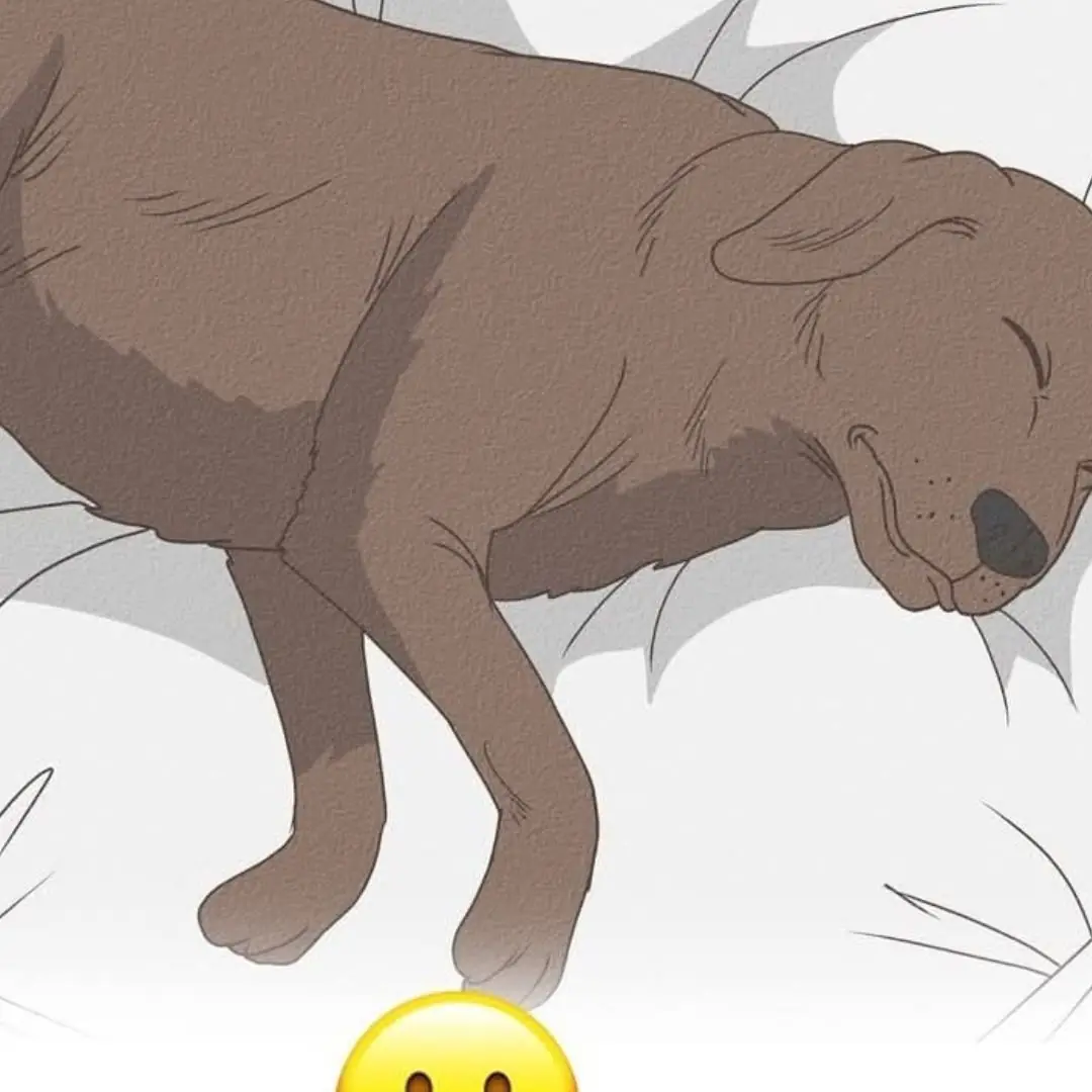 11 Telltale Signs That Your Dog Might Be Approaching the End of Their Life