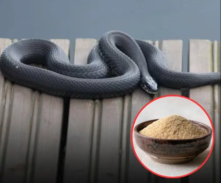 7 scents snakes hate: Use them around your home to keep snakes away