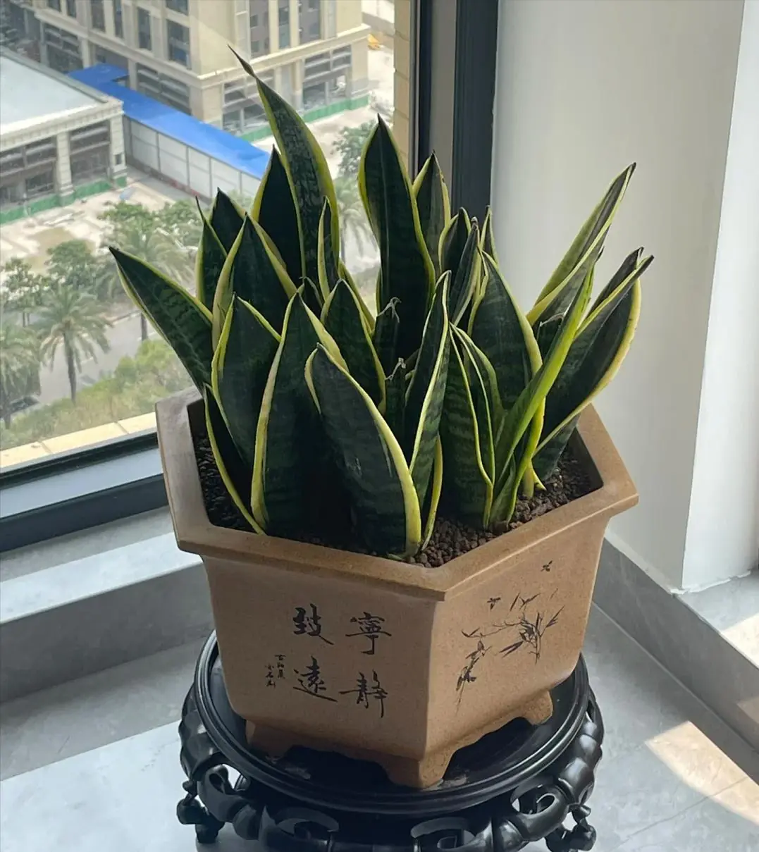 Snake Plant – Feng Shui Symbol or Silent Trap? 4 Reasons to Think Twice