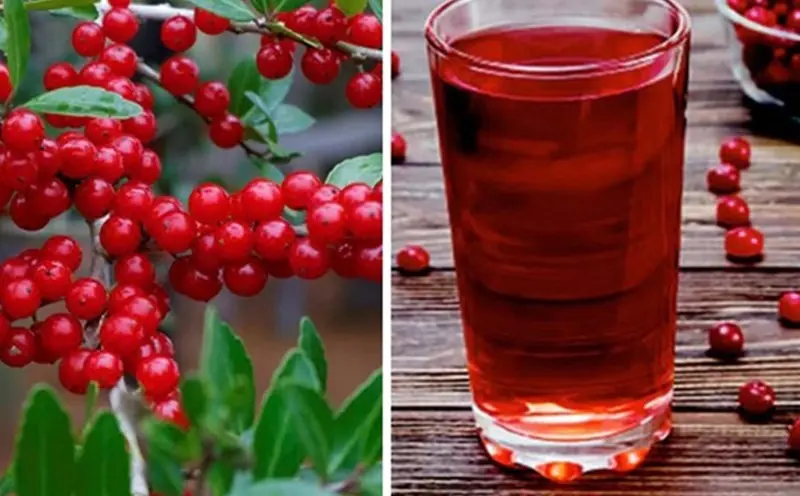 The Ancient Super Mushroom That Heals Your Li.ver and Kid.neys Naturally