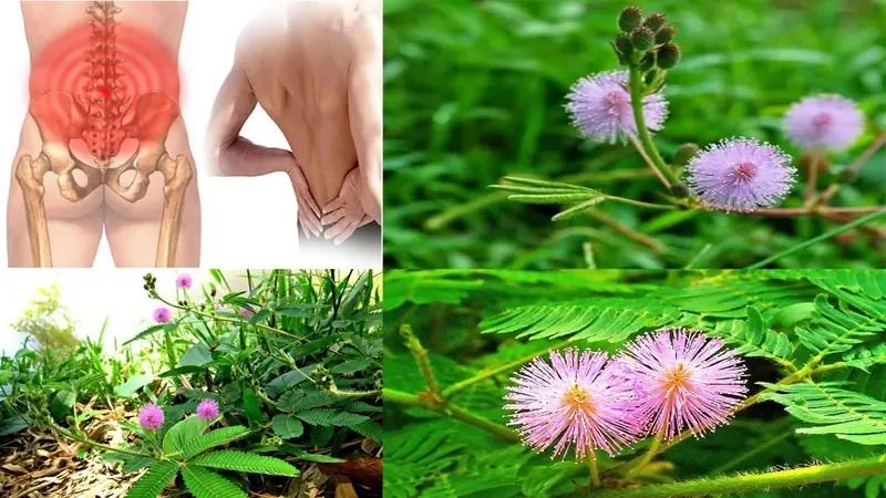 Mimosa pudica (The Sensitive Plant): The Hidden Healing Power of a Humble Herb