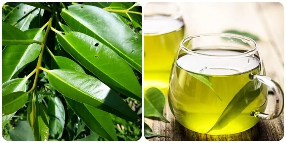 Discover the Power of Voi Leaves – Boost Your Health Naturally!